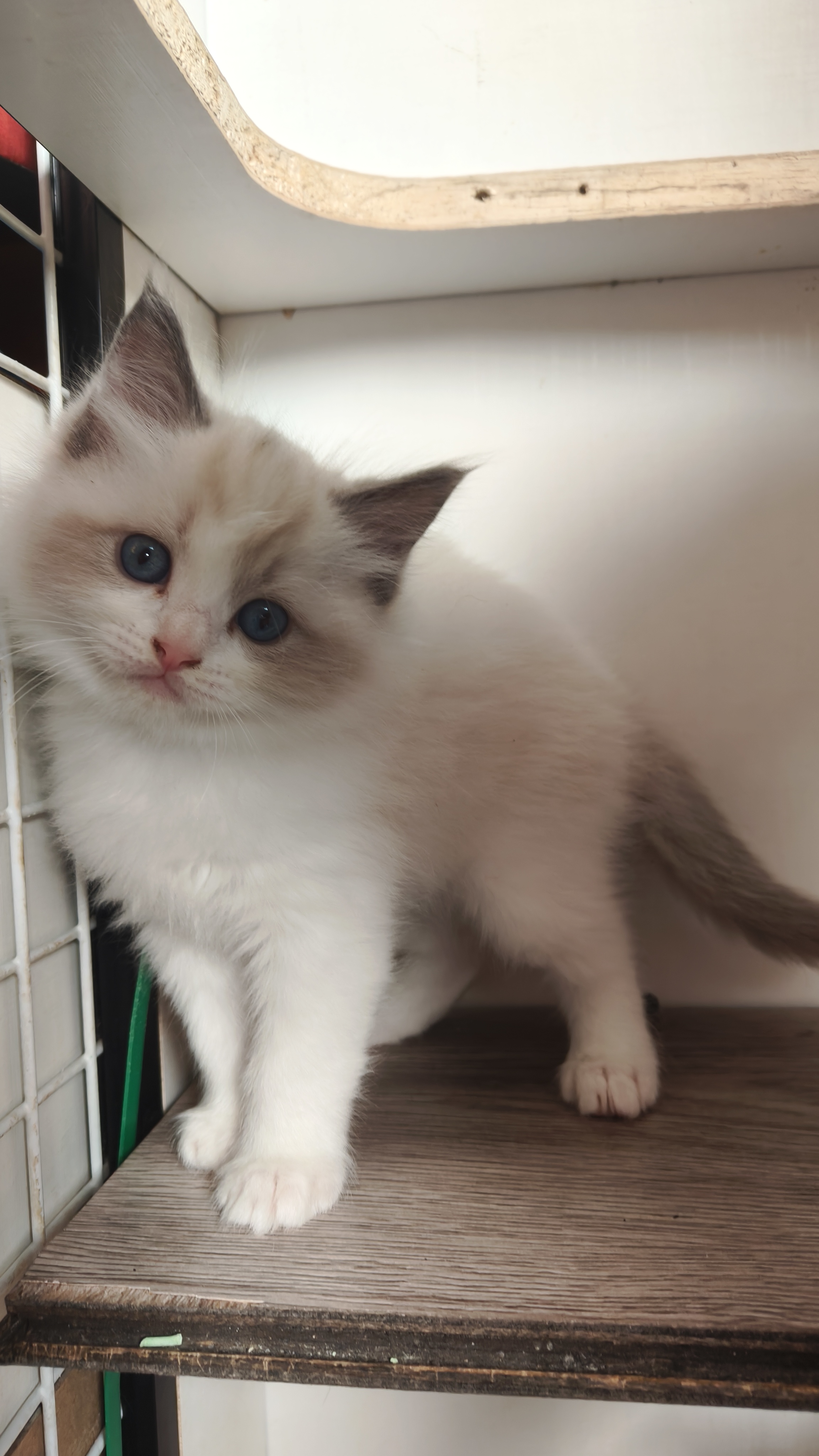 布偶弟弟，一个多月，已经会吃猫粮会用猫砂，喜欢的来，诚心出